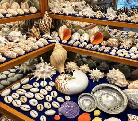Conchiglie da Collezione da Tutto il Mondo